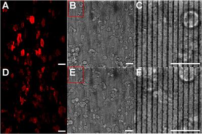 Assessing the stability of azopolymer nanotopography during live-cell fluorescence imaging